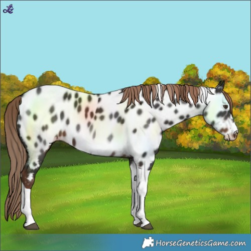 Horse Color:Liver Chestnut Tobiano Near Leopard 