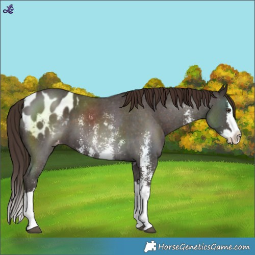 Horse Color:Liver Chestnut Sabino Splash Blanket 
