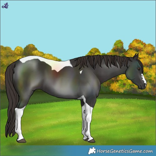 Horse Color:Liver Chestnut Tobiano 