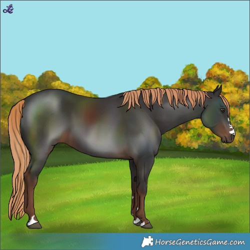 Horse Color:Liver Chestnut 
