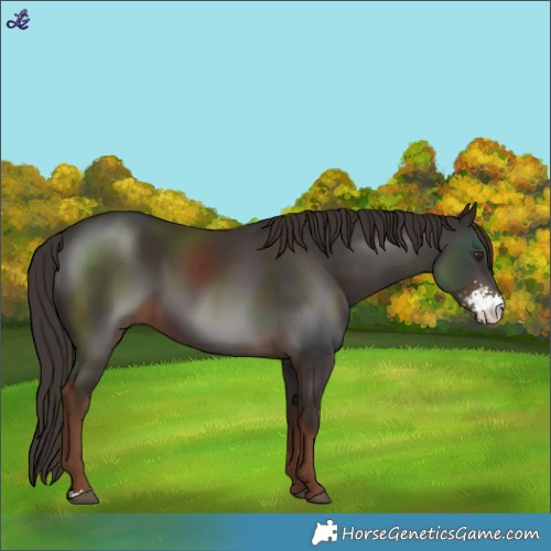 Horse Color:Liver Chestnut Sabino 
