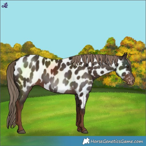 Horse Color:Liver Chestnut Near Leopard 