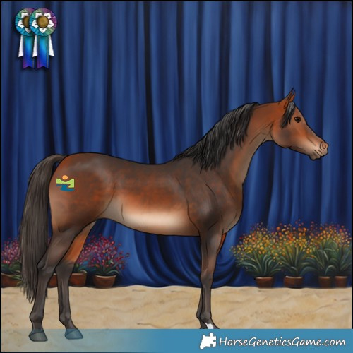 Horse Color:Bay 