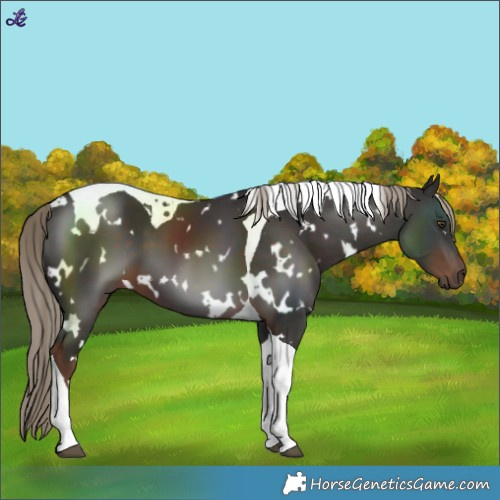 Horse Color:White Spotted Liver Chestnut Tobiano 