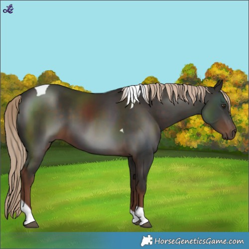 Horse Color:Liver Chestnut Tobiano Rabicano 