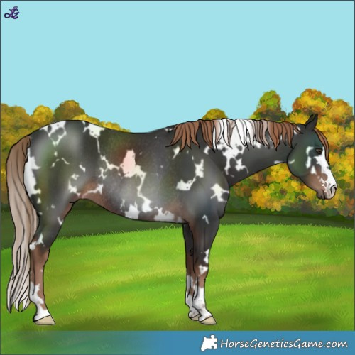 Horse Color:White Spotted Liver Chestnut Rabicano 