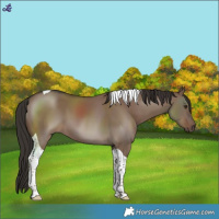 Horse Color:Liver Red Dun Tobiano