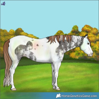 Horse Color:Liver Chestnut Sabino Splash Tobiano
