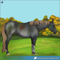 Horse Color:Liver Chestnut Tobiano