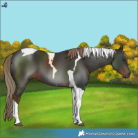 Horse Color:Liver Chestnut Tobiano