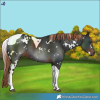 Horse Color:White Spotted Liver Chestnut Tobiano 