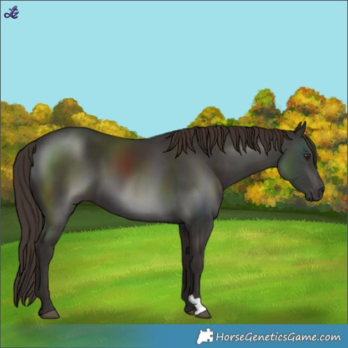 Horse Color:Liver Chestnut 