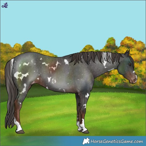 Horse Color:White Spotted Liver Chestnut Varnish 