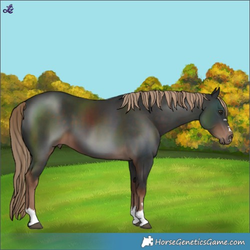Horse Color:Liver Chestnut 