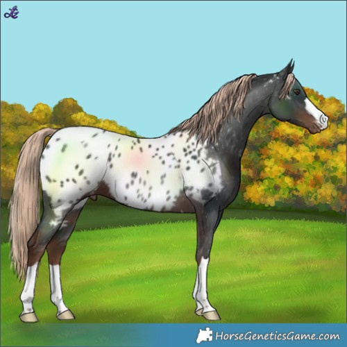 Horse Color:Liver Chestnut Near Leopard 