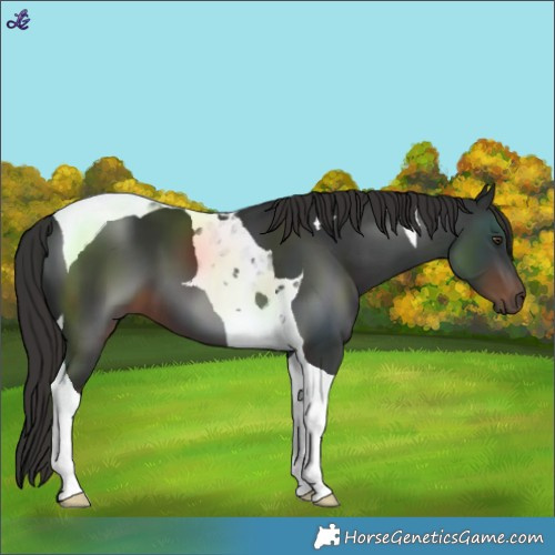 Horse Color:Liver Chestnut Tobiano 