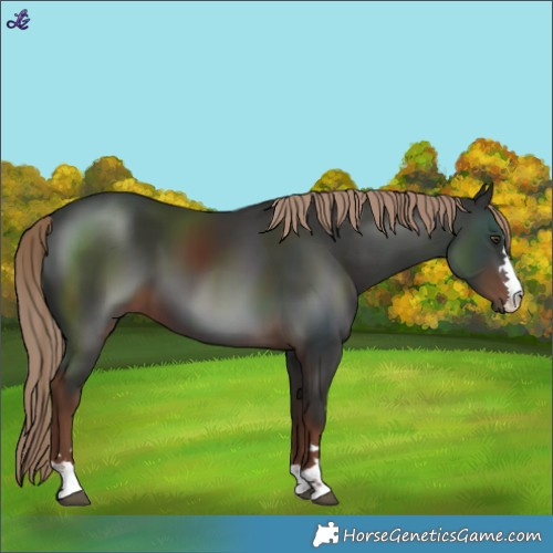 Horse Color:Liver Chestnut 