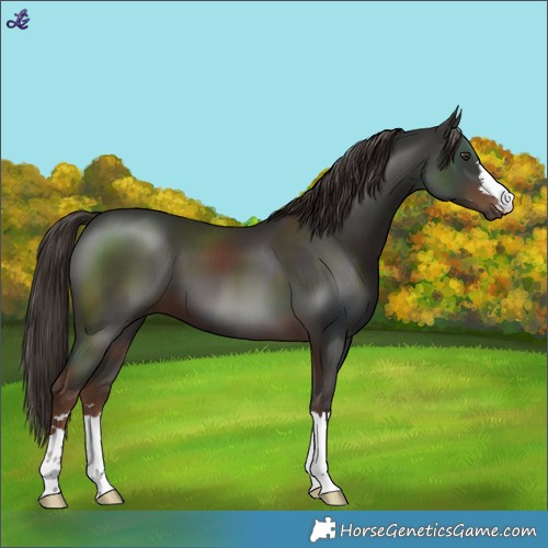 Horse Color:Liver Chestnut 