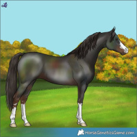 Horse Color:Liver Chestnut 