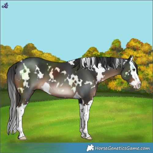 Horse Color:White Spotted Liver Chestnut Splash 