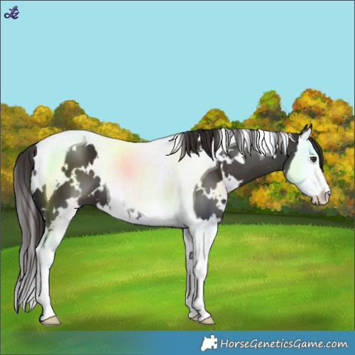Horse Color:White Spotted Liver Chestnut Splash Tobiano 