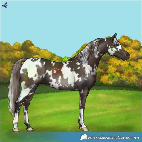 Horse Color:White Spotted Liver Chestnut 