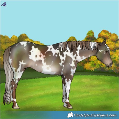 Horse Color:White Spotted Liver Chestnut 