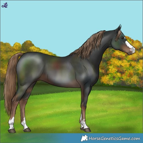 Horse Color:Liver Chestnut 