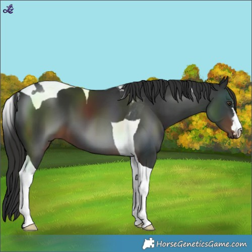 Horse Color:Liver Chestnut Tobiano 