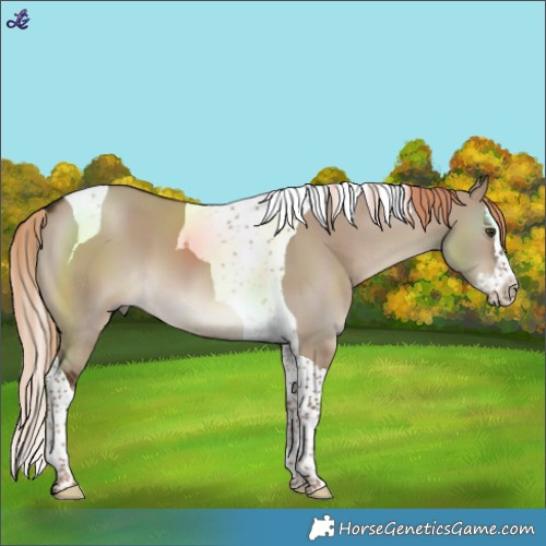 Horse Color:Liver Red Dun Splash Tobiano 
