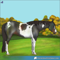 Horse Color:Liver Chestnut Tobiano 