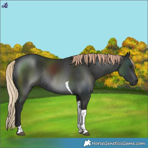 Horse Color:Liver Chestnut Tobiano Rabicano 