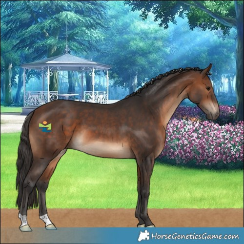 Horse Color:Brown 