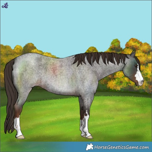 Horse Color:Liver Red Roan 