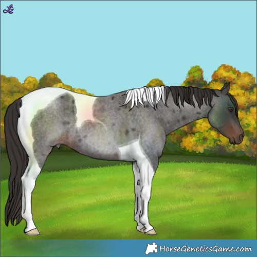 Horse Color:Liver Red Roan Tobiano 