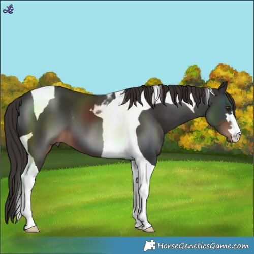 Horse Color:Liver Chestnut Tobiano 