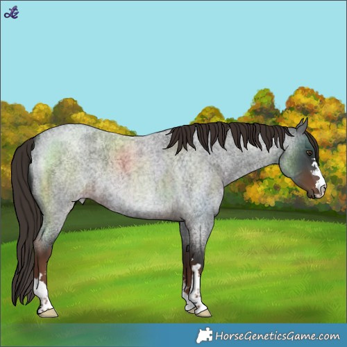 Horse Color:Liver Red Roan 