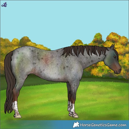 Horse Color:Liver Red Roan Tobiano 