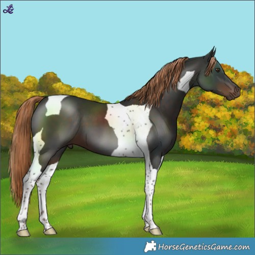 Horse Color:Liver Chestnut Tobiano 