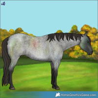 Horse Color:Liver Red Roan Rabicano 