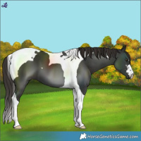 Horse Color:Liver Chestnut Tobiano