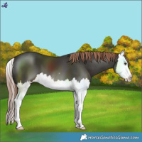 Horse Color:Liver Chestnut Splash 