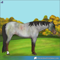 Horse Color:Liver Red Roan Varnish
