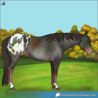 Horse Color:Liver Chestnut Blanket