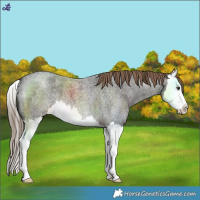 Horse Color:Liver Red Roan Splash 
