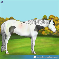 Horse Color:Liver Chestnut Splash Tobiano 