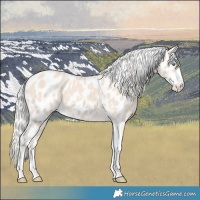 Horse Color:Cremello Tobiano Near Leopard 