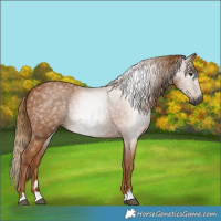 Horse Color:Gray Chestnut 