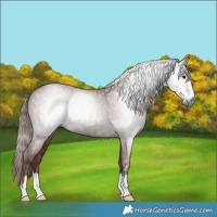 Horse Color:Gray Chestnut 