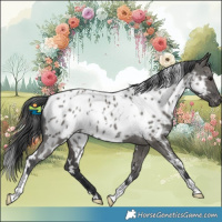 Horse Color:White Spotted Grullo Appaloosa Rabicano 